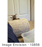 #10858 Picture Of An F4 Savannah Kitten Catching A Feather Toy