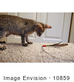 #10859 Picture Of An F4 Savannah Kitten Playing