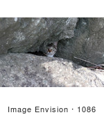 #1086 Picture Of A Tabby Kitten Behind Boulders