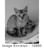 #10860 Picture Of Savannah Kittens - Black And White