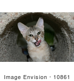 #10861 Picture Of An F4 Savannah Kitten Licking His Chops