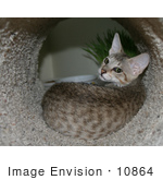 #10864 Picture Of An F4 Savannah Kitten In A Cat Tunnel