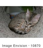 #10870 Picture Of An F4 Savannah Kitten Grooming In A Tunnel