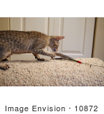 #10872 Picture Of An F4 Savannah Kitten Catching A Toy