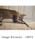 #10873 Picture Of An F4 Savannah Kitten With A Toy