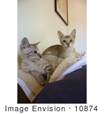 #10874 Picture Of Two F4 Savannah Kittens On A Heating Pad