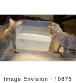 #10875 Picture Of F4 Savannah Kittens Playing In Water