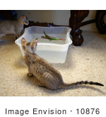 #10876 Picture Of Kittens Playing With A Feather And Water