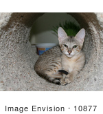 #10877 Picture Of An F4 Savannah Kitten In A Tunnel