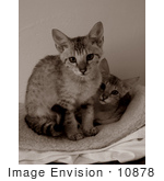 #10878 Picture Of Savannah Kittens - Sepia Toned