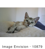 #10879 Picture Of An F4 Savannah Kitten Resting