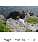 #1088 Image Of A Stray Cat At The North Jetty Cats Sanctuary
