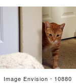 #10880 Picture Of An Orange Cat