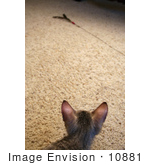 #10881 Picture Of An F4 Savannah Kitten Stalking A Toy