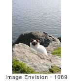 #1089 Image Of A Stray Cat At The North Jetty Cats Sanctuary