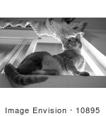 #10895 Picture Of A Cat On A Window Sill