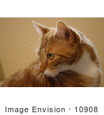 #10908 Picture Of An Orange Cat