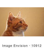 #10912 Picture Of A Frisky Orange Cat