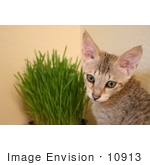 #10913 Picture Of A Savannah Kitten With Wheatgrass