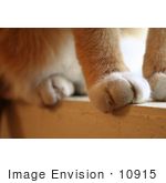 #10915 Picture Of A Cat’S Paws On A Window Sill
