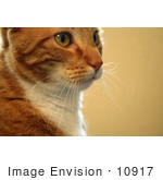 #10917 Picture Of An Orange Cat’S Face