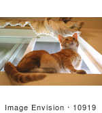 #10919 Picture Of An Orange Cat On A Window Sill