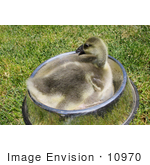 #10970 Picture Of An African Gosling (Anser Cygnoides)