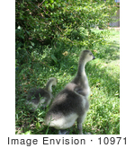 #10971 Picture Of African Goslings In Shade
