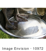#10972 Picture Of An African Gosling In A Water Dish