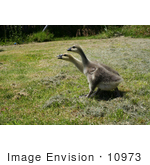 #10973 Picture of Two African Goslings by Jamie Voetsch