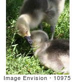 #10975 Picture Of African Geese Goslings