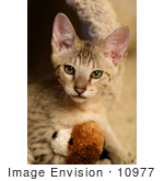 #10977 Picture Of A Kitten With A Stuffed Toy