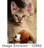 #10982 Picture Of A Kitten With A Stuffed Dog Toy