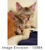 #10984 Picture Of Kittens Resting On A Heating Pad