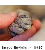 #10985 Picture Of A Human Hand And Cat Paw
