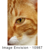 #10987 Picture Of A Cat Face