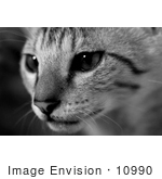 #10990 Picture Of A Savannah Kitten Face