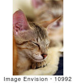 #10992 Picture Of Savannah Kittens Sleeping On A Heating Pad