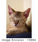 #10994 Picture Of A Tired Happy Kitten