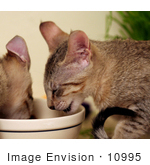 #10995 Picture Of Kittens Eating