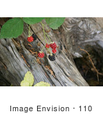 #110 Stock Photo Of Wild Blackberries Over A Wooden Stump