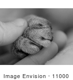 #11000 Picture of a Cat’s Paw in a Human Hand by Jamie Voetsch
