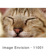 #11001 Picture Of A Sleeping Kitten