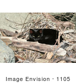 #1105 Picture Of A Black Cat Laying On Wood Sticks
