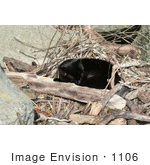 #1106 Picture Of A Black Cat Sleeping On Drift Wood And Branches
