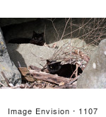 #1107 Picture Of A Two Stray Black Cats With Eye Problems