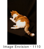 #1110 Image Of A Calico Cat On A Black Background