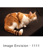 #1111 Photograph Of A Calico Cat