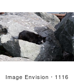 #1116 Picture Of A Black & White Cat On Large Boulders