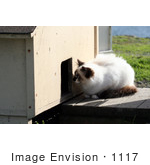 #1117 Picture Of A Stray Cat Looking At An Outdoor Cat-House Door
